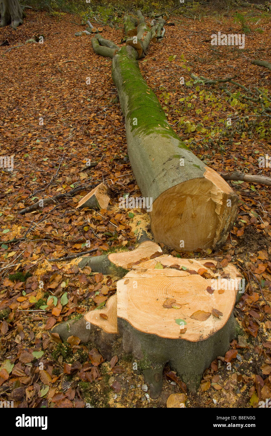 Ein Bild von den Stumpf und gefällten Baumstamm Buche auf dem Waldboden Stockfoto