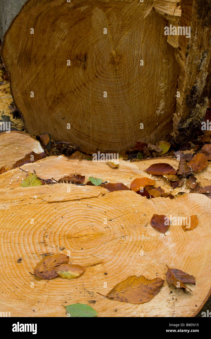 Ein Bild von den Stumpf und gefällten Baumstamm Buche Stockfoto