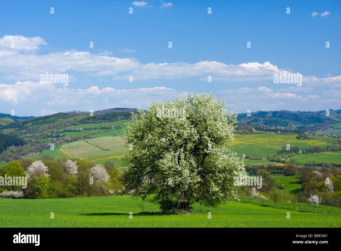 Frühlingslandschaft mit blühenden Bäumen Stockfoto