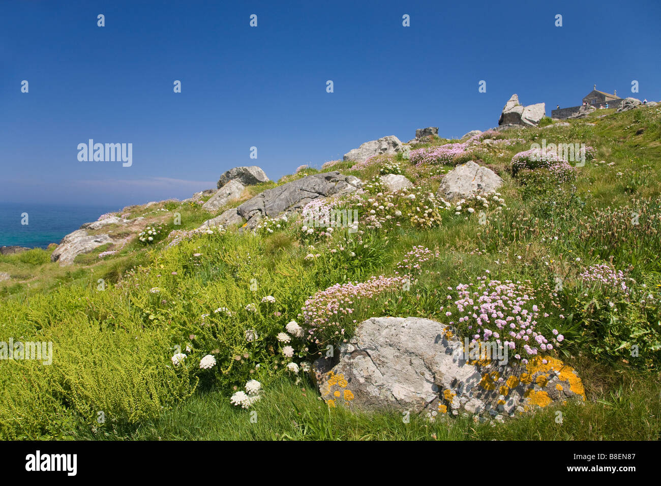 Wilde Blumen Sommer Sonne schön St Ives Cornwall West Country England UK United Kingdom GB Großbritannien britischen Inseln Europa Stockfoto