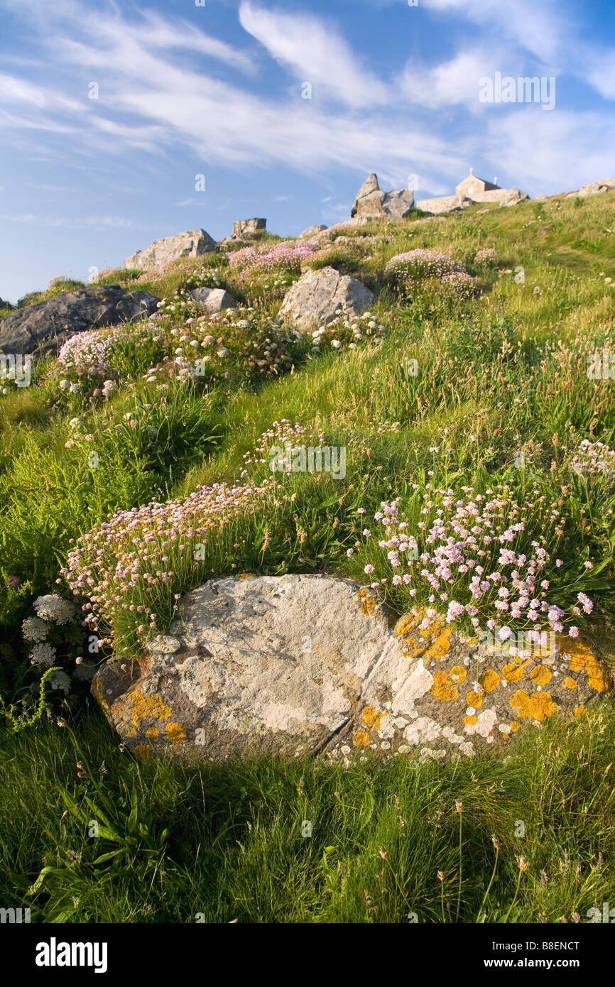 Wilde Blumen Sommer Sonne schön St Ives Cornwall West Country England UK United Kingdom GB Großbritannien britischen Inseln Europa Stockfoto