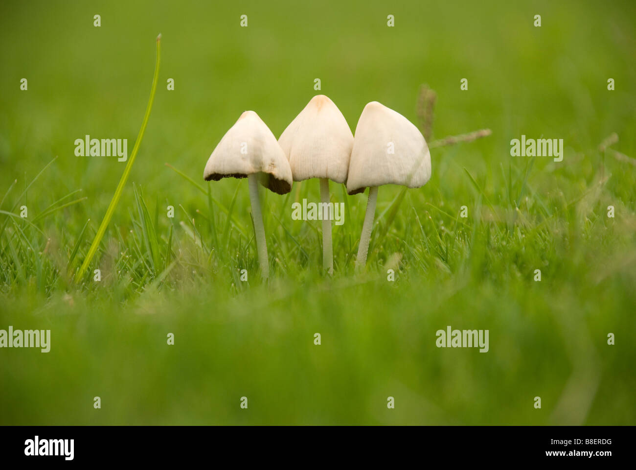 Pilze im Garten Stockfoto