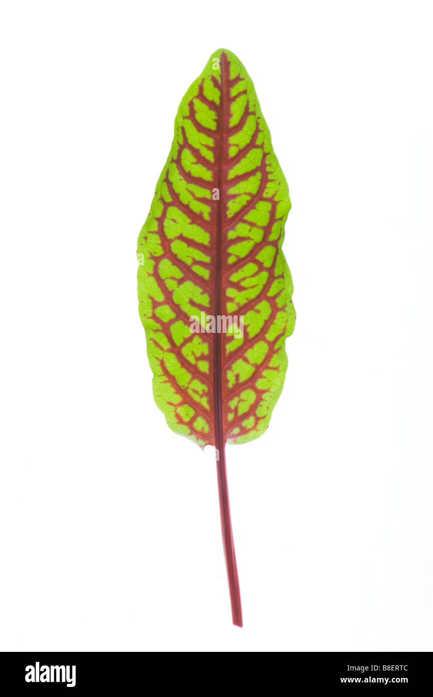 gemeinsamen Sauerampfer Dock grüne grüne Lebensmittel Pflanze Greenfood frische Kräuter Kräuter würzen Gemüse Sauerampfer 1 ein einzelnes Blatt Stockfoto