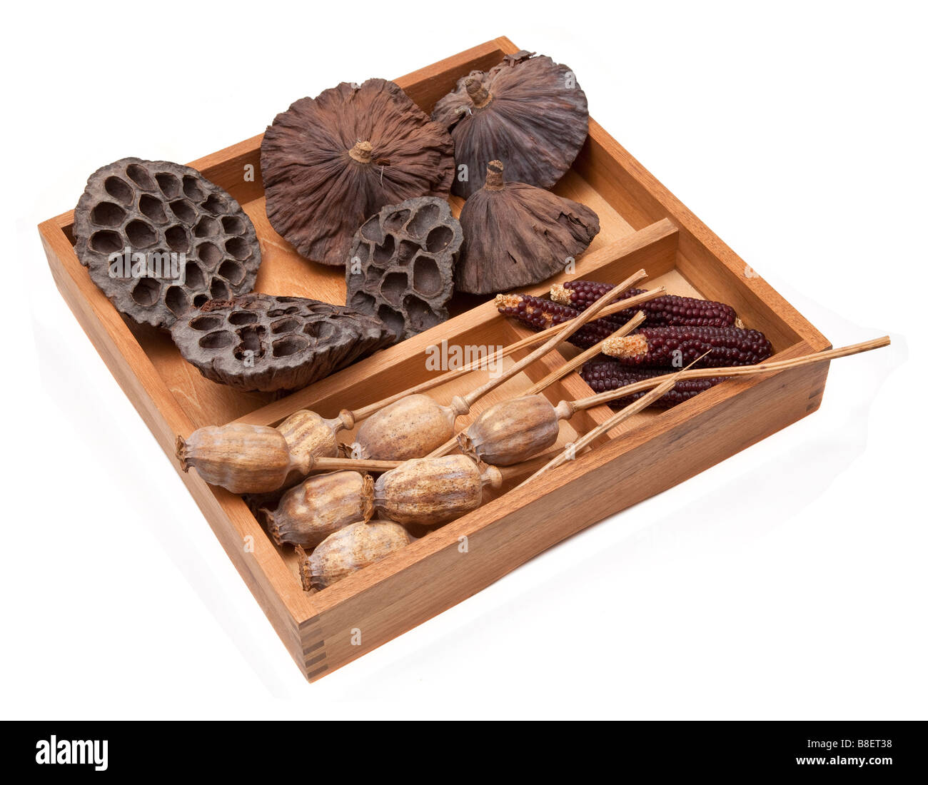 Sammlung von getrockneten botanischen Exemplare Lotus Kopf Mohnköpfen ornamentalen Mais Holztablett Stockfoto