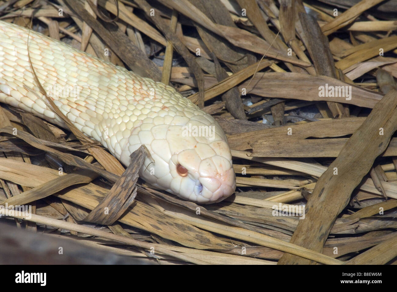Albino-Cobra bei Arusha Reptile Centre Tansania Stockfoto