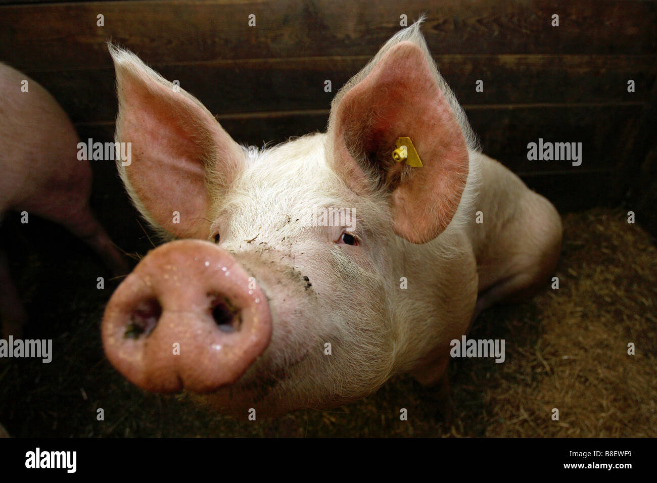 Ein Ferkel Stockfoto