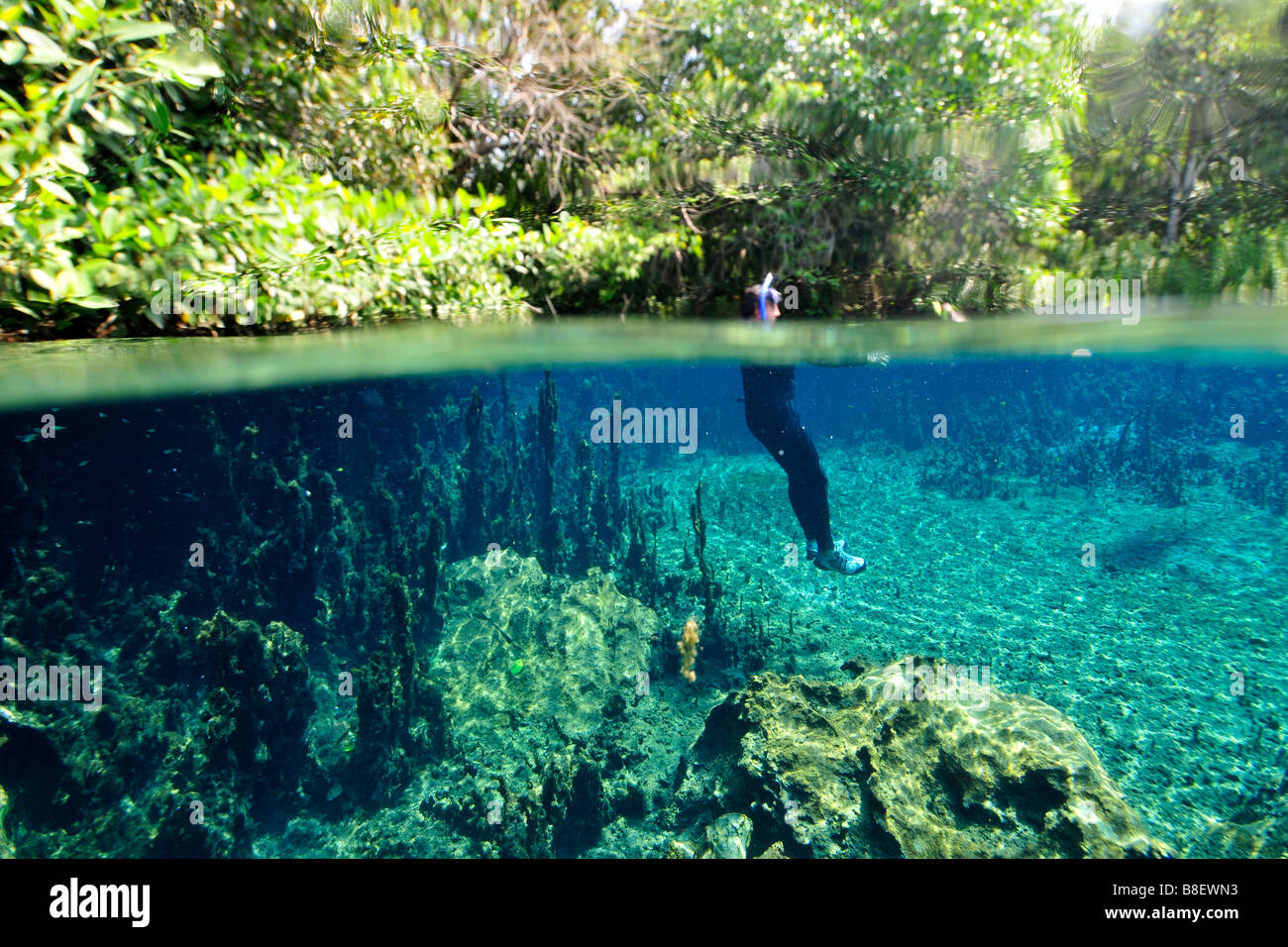 Freitaucher erforscht die Unterwasserlandschaft hinunter Olho D Agua Flusses Bonito Mato Grosso Do Sul, Brasilien Stockfoto