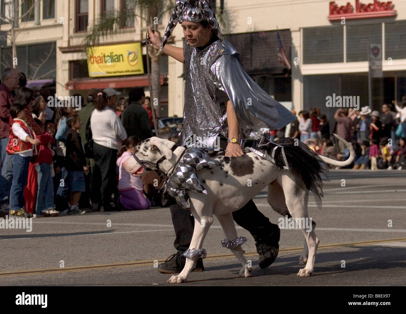 Jesse Garza zeigt eines seiner zwei Harlekin-Doggen in der Lunar New Year Parade in Pasadena, Kalifornien Stockfoto