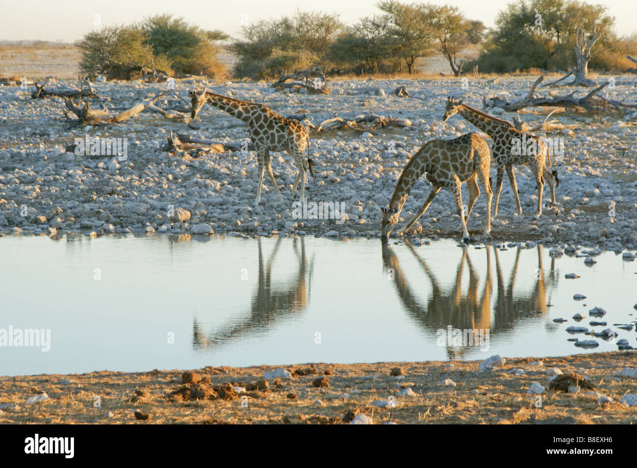 Giraffen am Wasserloch, Okaukuejo, Etosha Nationalpark, Namibia Stockfoto