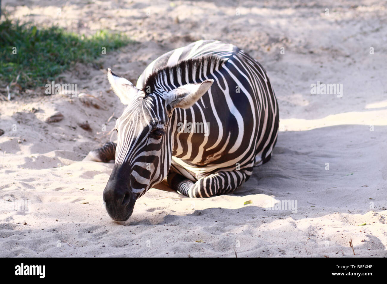 Zebra im Zoo. Barranquilla, Atantico, Atlantikküste, Kolumbien, Südamerika Stockfoto