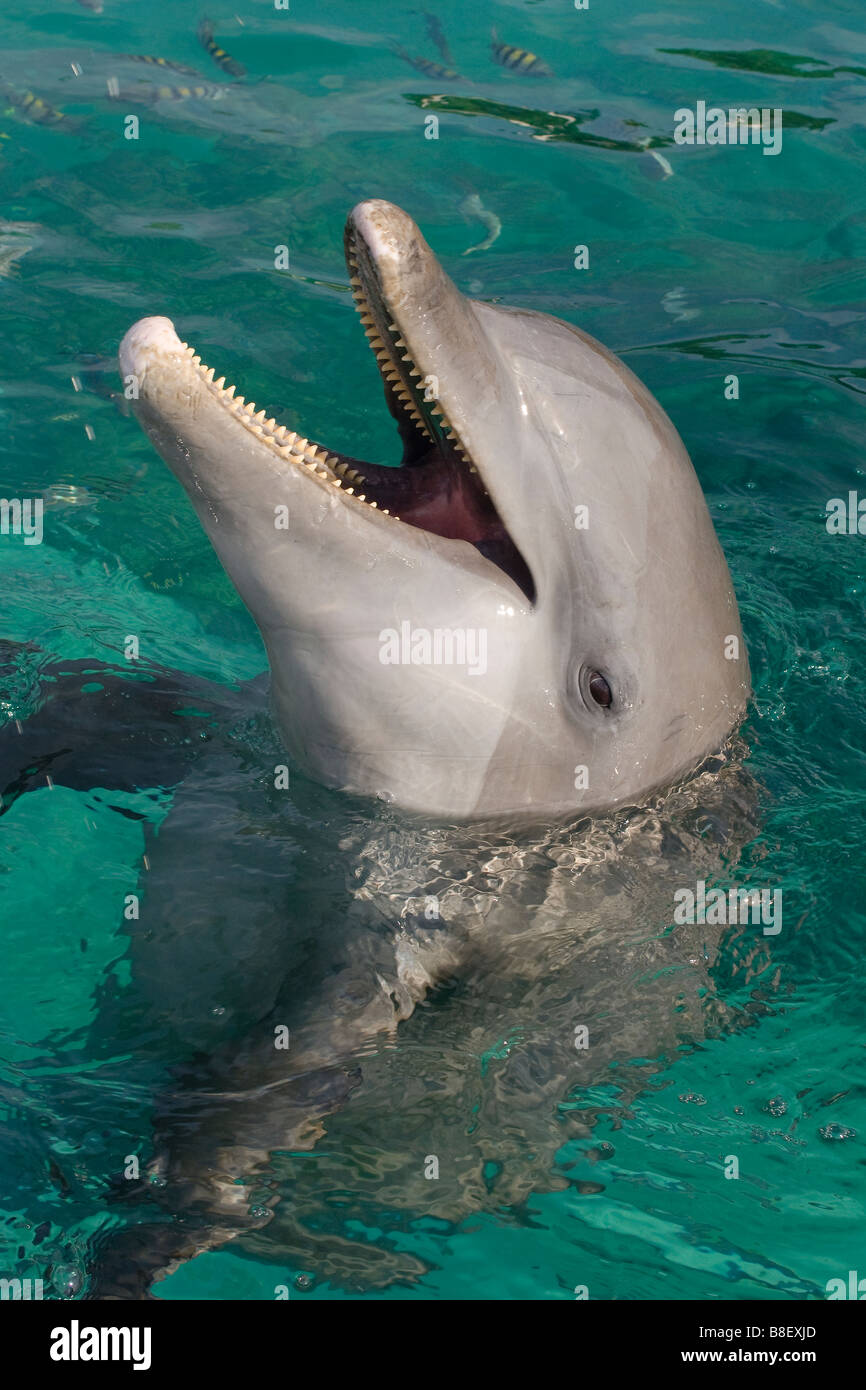 Bottlenose Dolphin Tursiops Truncatus Karibik Honduras Stockfoto