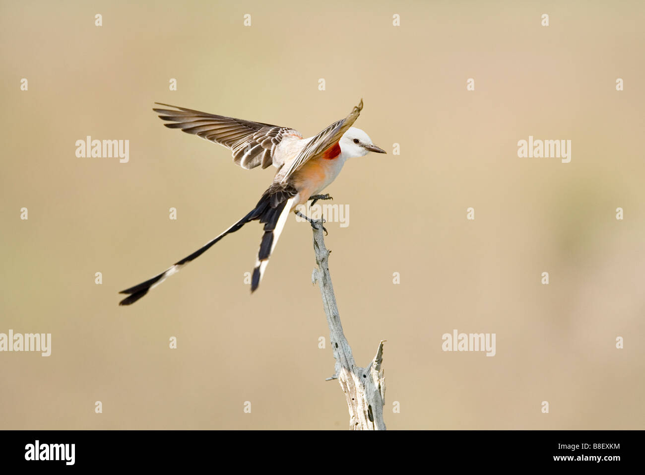 Schere – Tailed Flycatcher Stockfoto