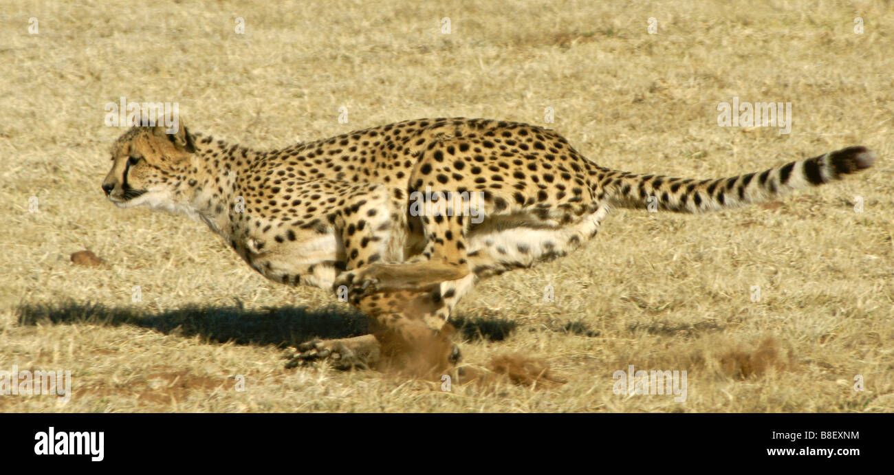 Laufenden Geparden Stockfoto