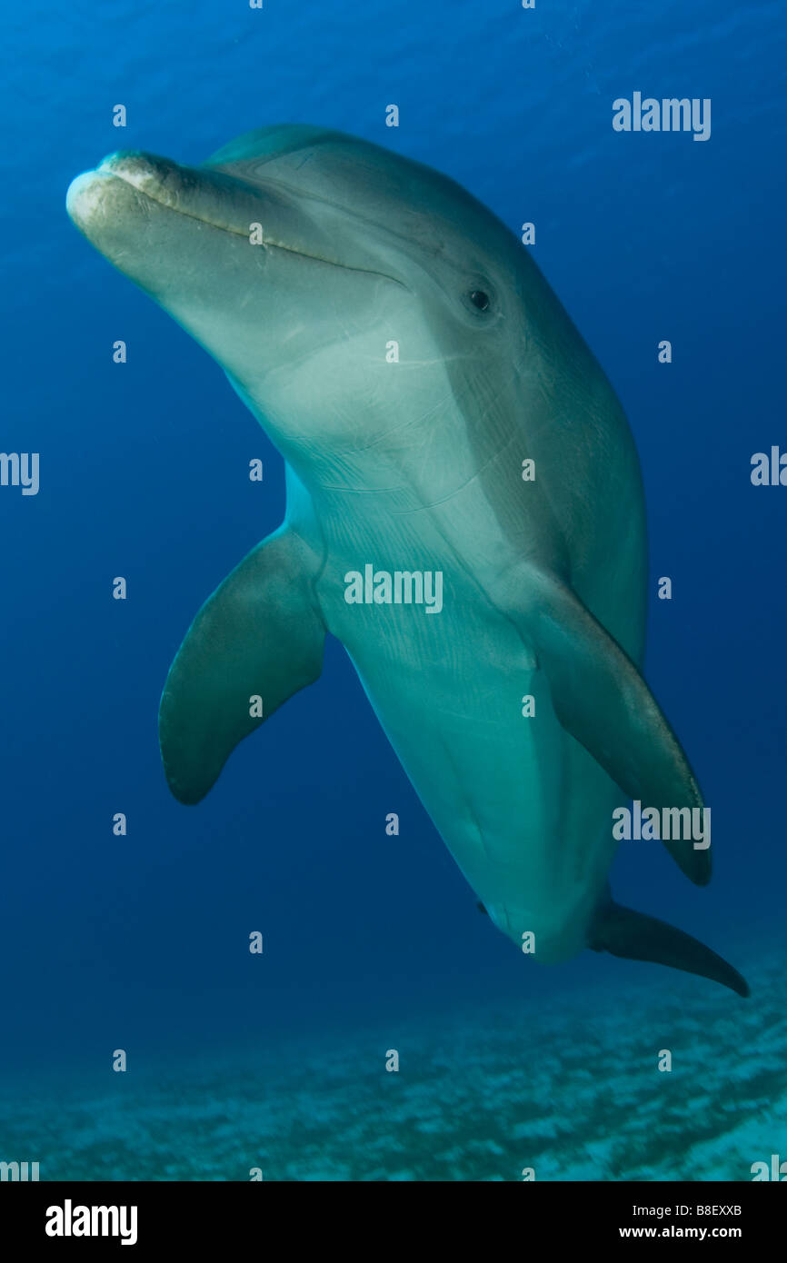 Bottlenose Dolphin Tursiops Truncatus Karibik Honduras Stockfoto
