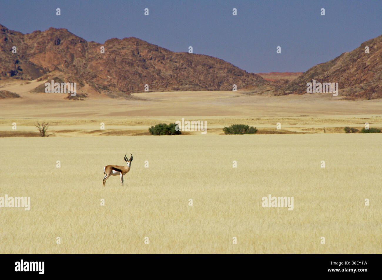 Springbock auf Grünland, Namib-Naukluft Park, Namibia Stockfoto