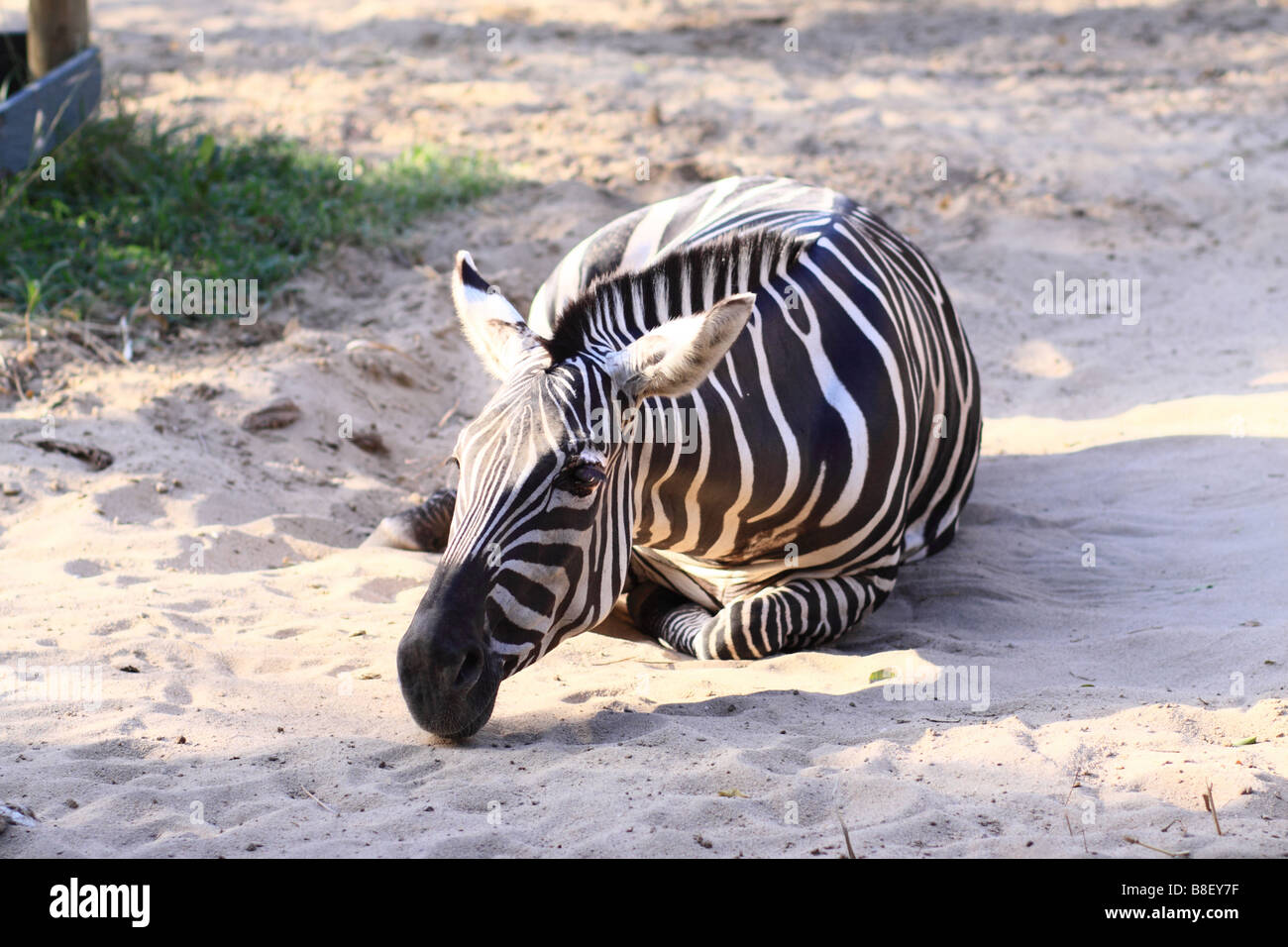 Zebra im Zoo. Barranquilla, Atantico, Atlantikküste, Kolumbien, Südamerika Stockfoto