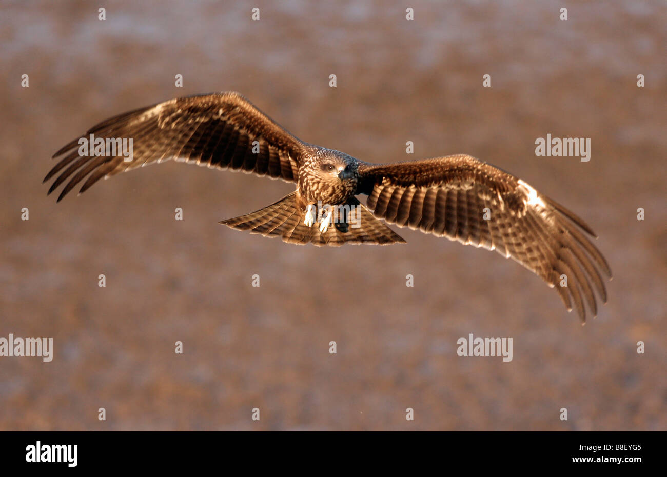 Schwarze Drachen Milvus Migrans Israel November Stockfoto