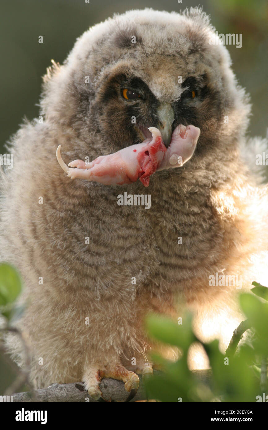 junge lange eared Eule Asio Otus Israel Frühjahr April 2007 Stockfoto