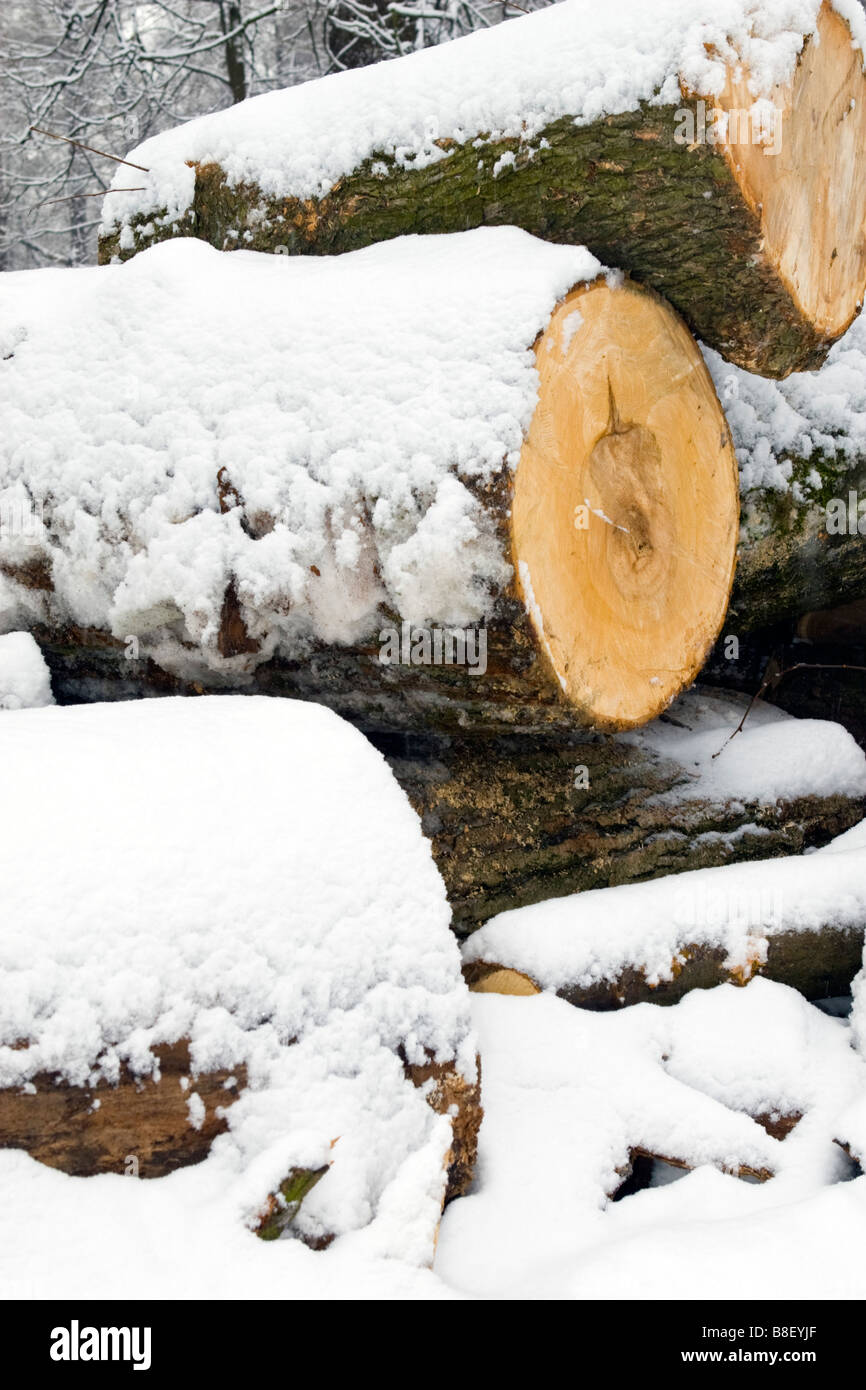 Großer Baum protokolliert Schnitt mit Schnee im Wald bedeckt. Stockfoto