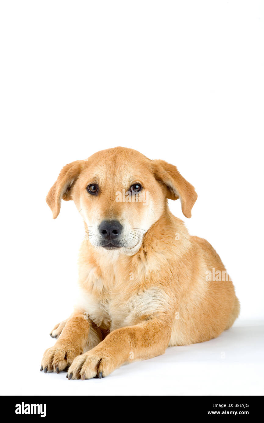 braune Welpen isoliert Stockfoto