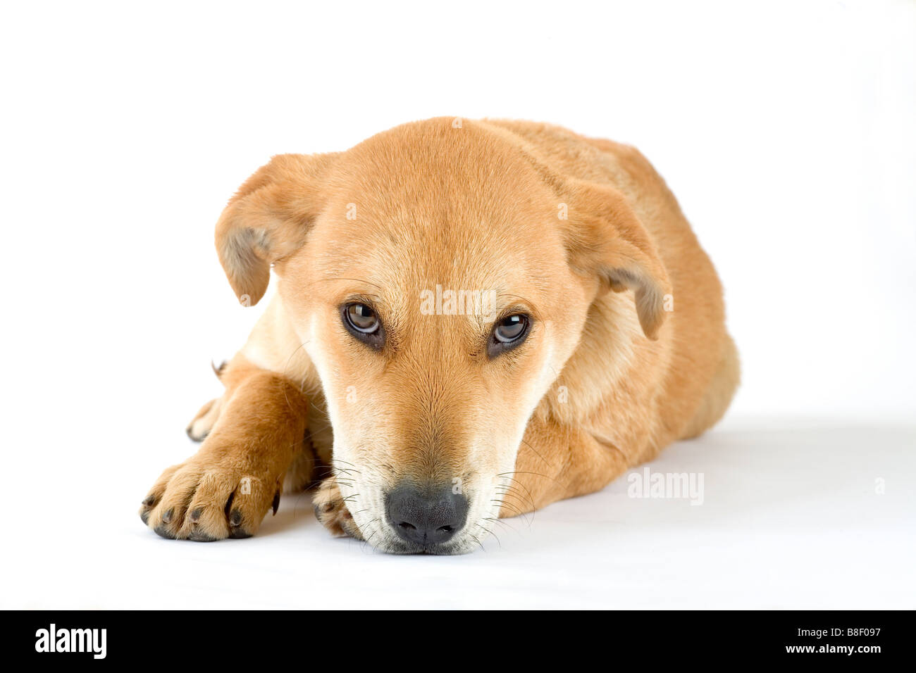 braune Welpen isoliert Stockfoto
