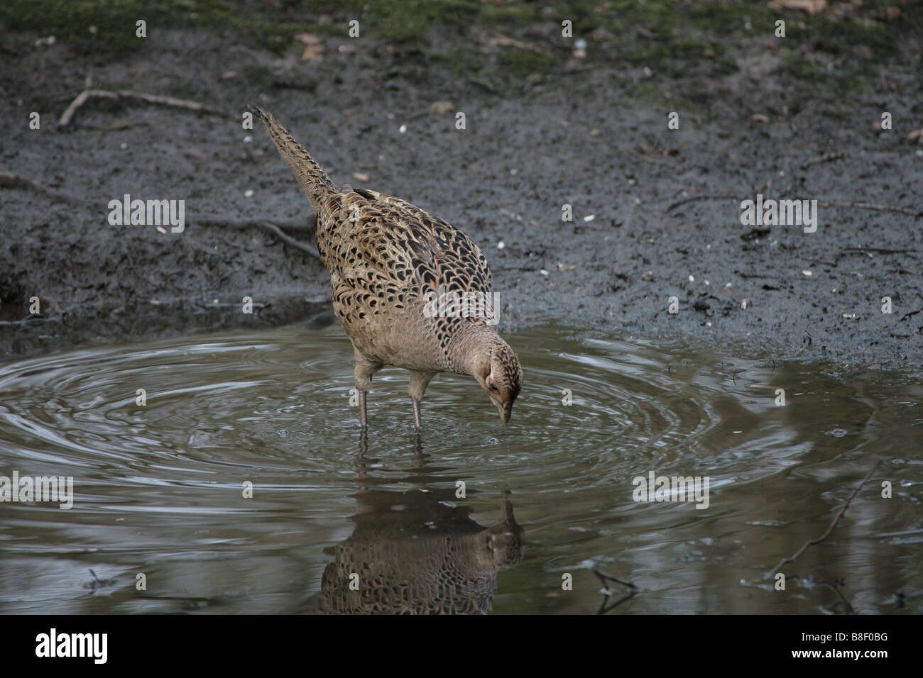 Weiblichen Fasan Phasianus Colchicus trinken aus einem Wald pool Stockfoto