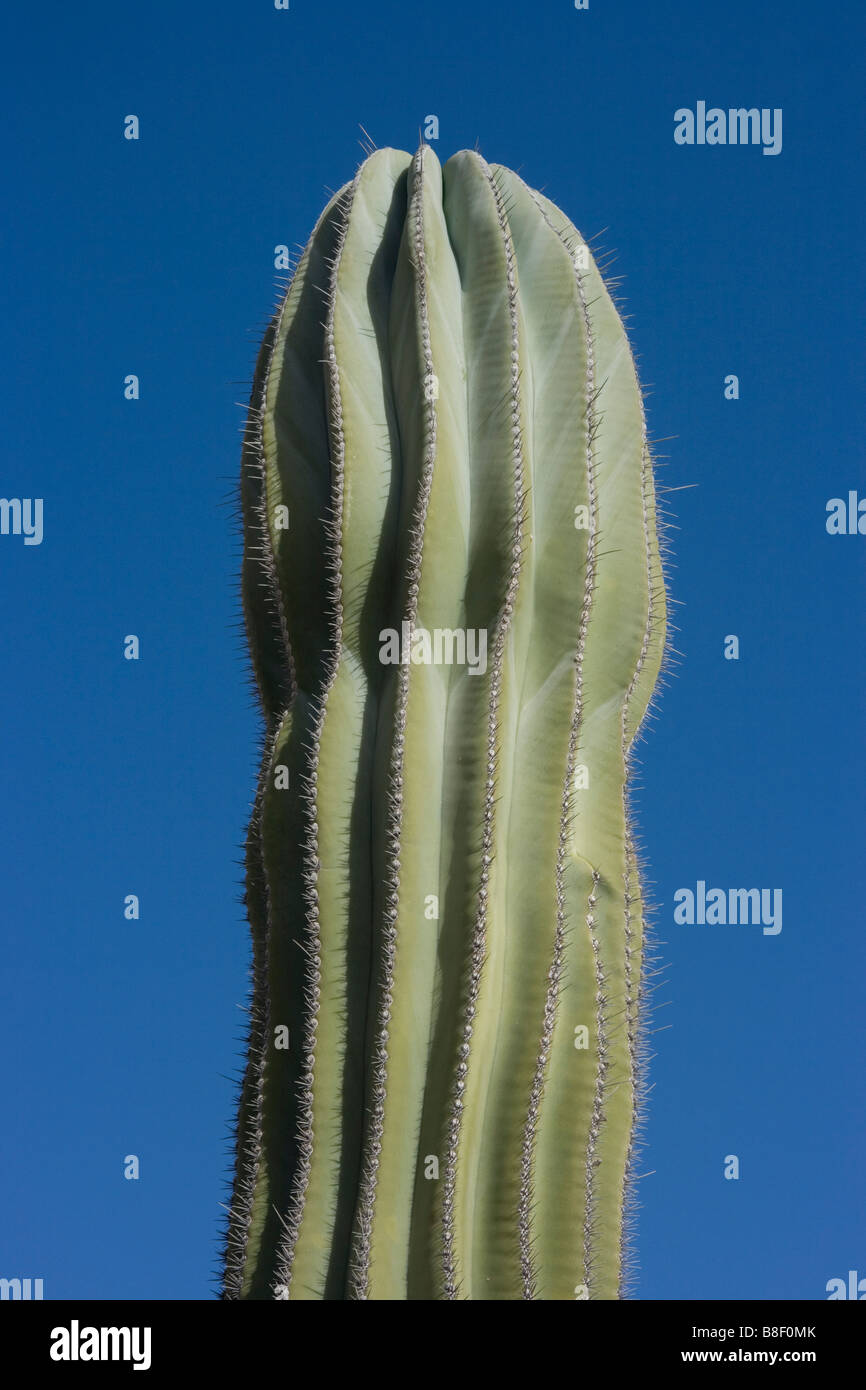 Oberen Bereich des gigantischen Kaktus auf Gran canaria Stockfoto
