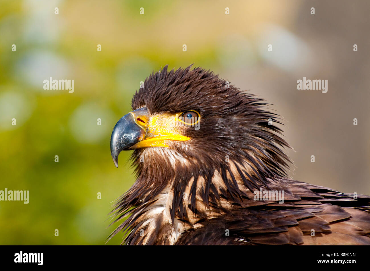 Junger Weißkopfseeadler (Haliaeetus Leucocephalus) - junge Weißkopfseeadler Stockfoto