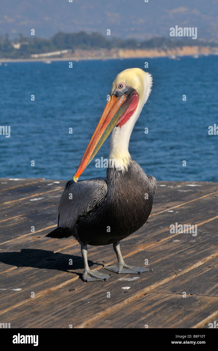 Braunpelikan (Pelecanus Occidentalis) - Brown Pelican - Stockfoto