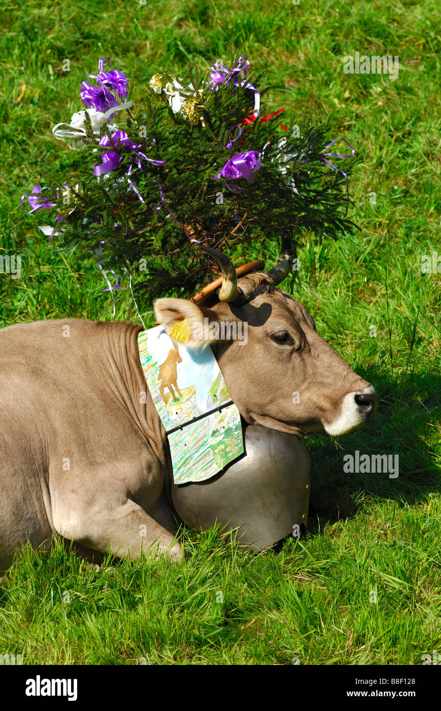 Brown Swiss Rinder dekoriert für die bringen Haus Zeremonie, Jura Region, Kanton Waadt, Schweiz Stockfoto