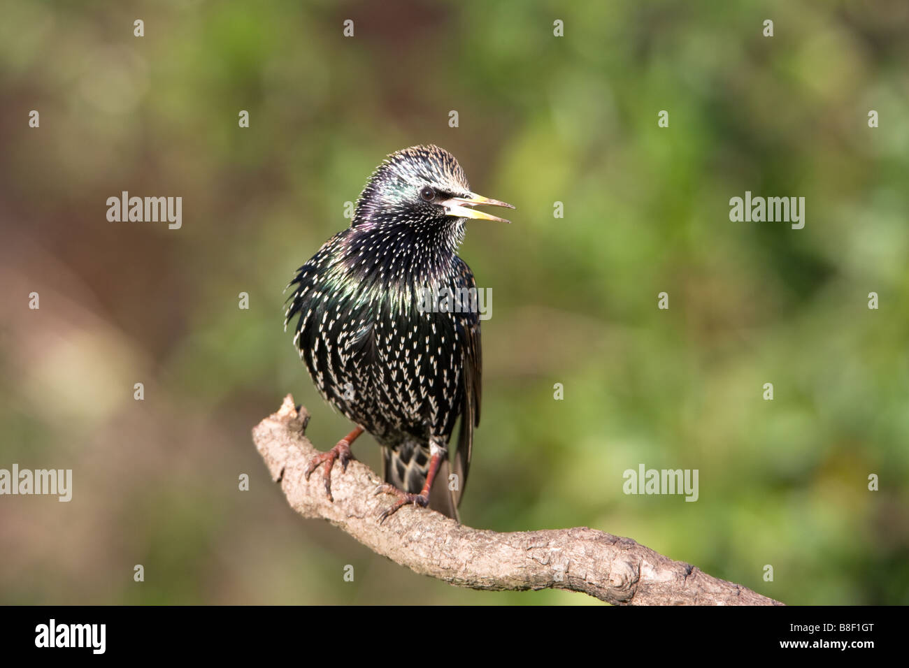 Gemeinsamen Starling Sturnis Vulgaris erwachsener Winter plumaged Vogel sitzend auf einem Toten Ast Berufung Stockfoto