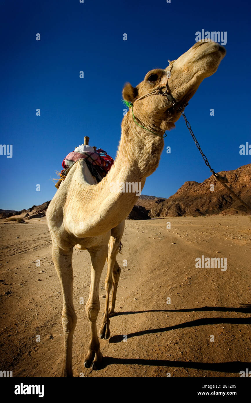 ein Kamel in der Wüste in Ägypten Stockfoto