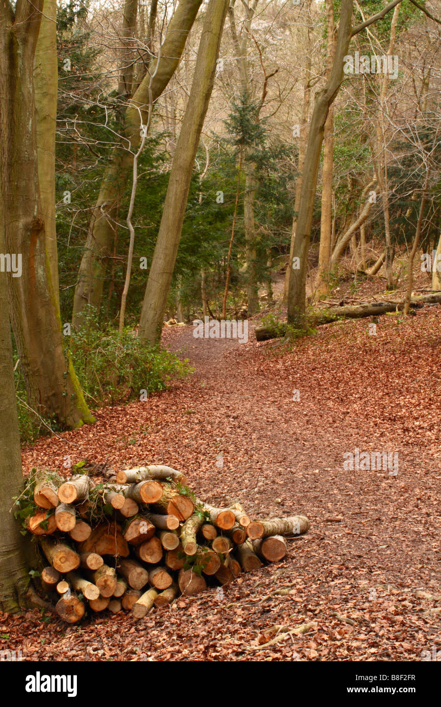 Ein Fußweg durch Wald in Hughenden Valley, High Wycombe, Buckinghamshire, Großbritannien Stockfoto