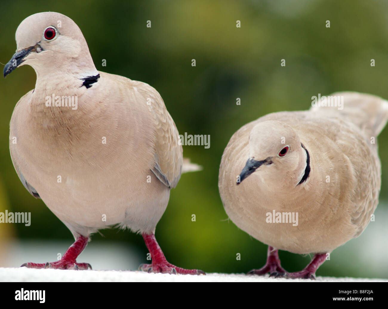 In der Nähe von zwei collared Turteltauben (streptopelia) nebeneinander auf einem Balkon, Teneriffa Kanarische Inseln Spanien EU Stockfoto