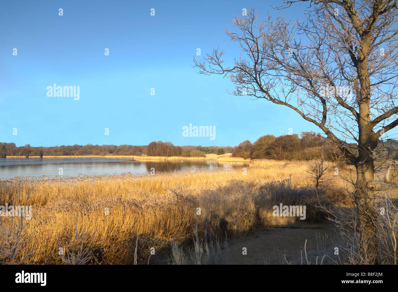 Frensham großen Teich im Winter Surrey UK Stockfoto