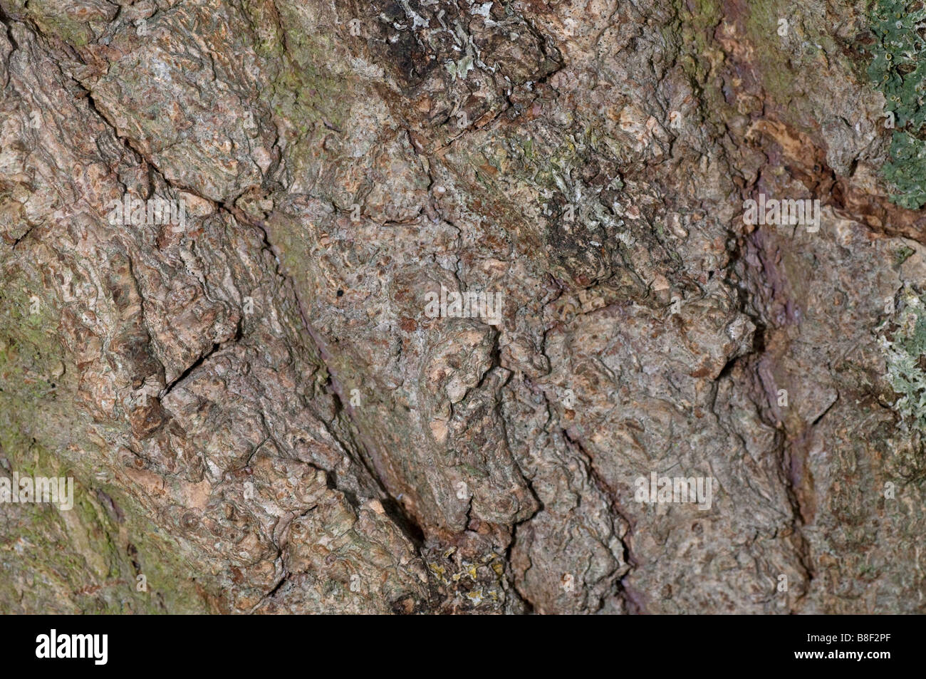 Rinde des Baumes Trauerweide Stockfoto