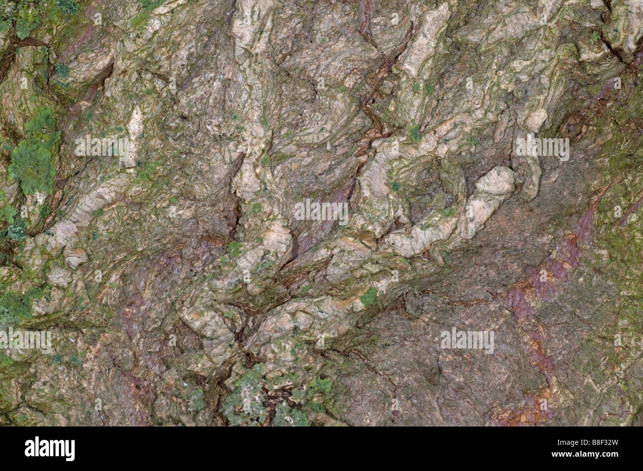 Rinde des Baumes Trauerweide Stockfoto