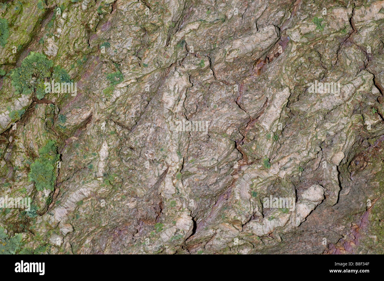 Rinde des Baumes Trauerweide Stockfoto