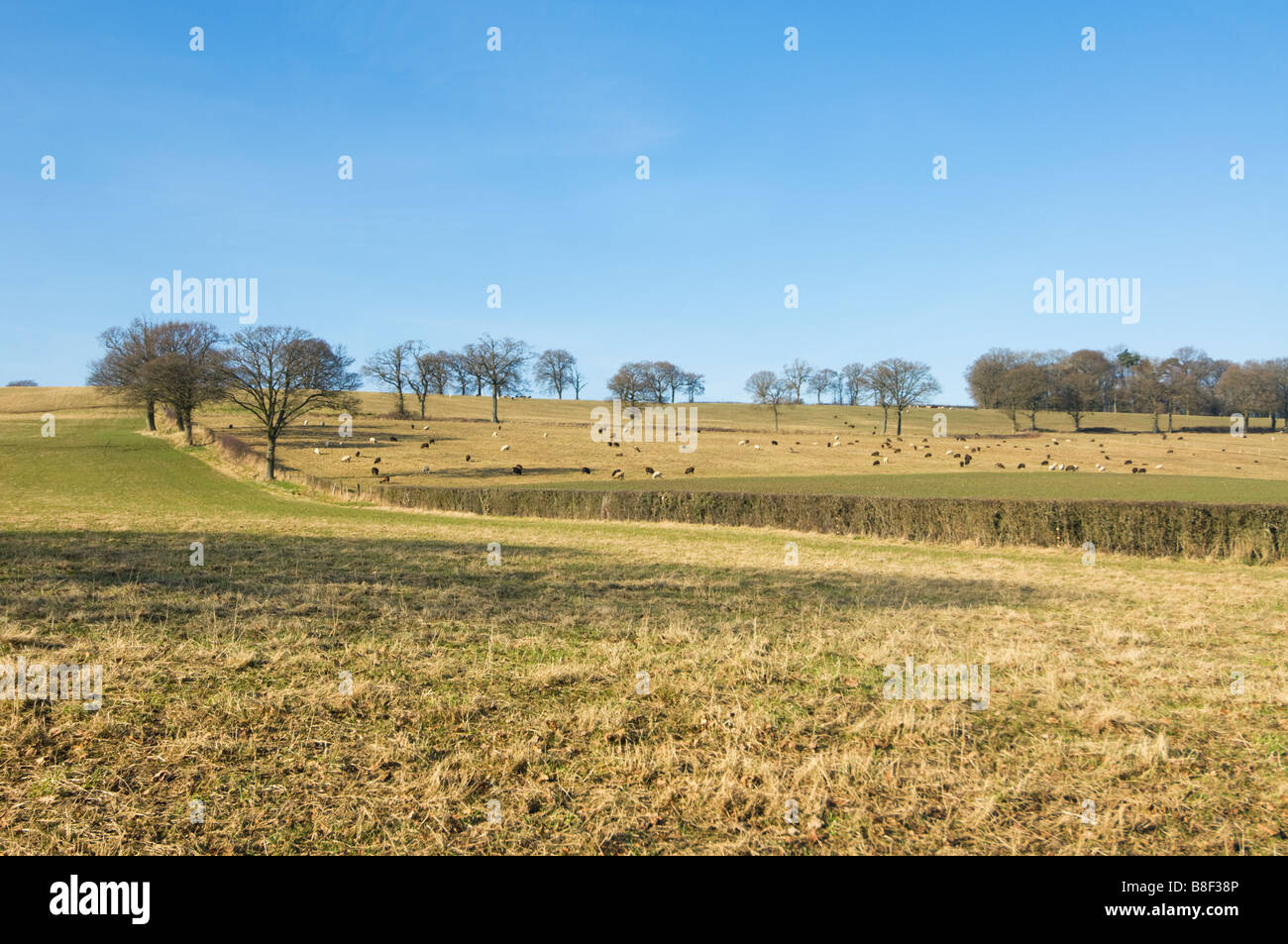 Schafe weiden im Winter Surrey UK Stockfoto