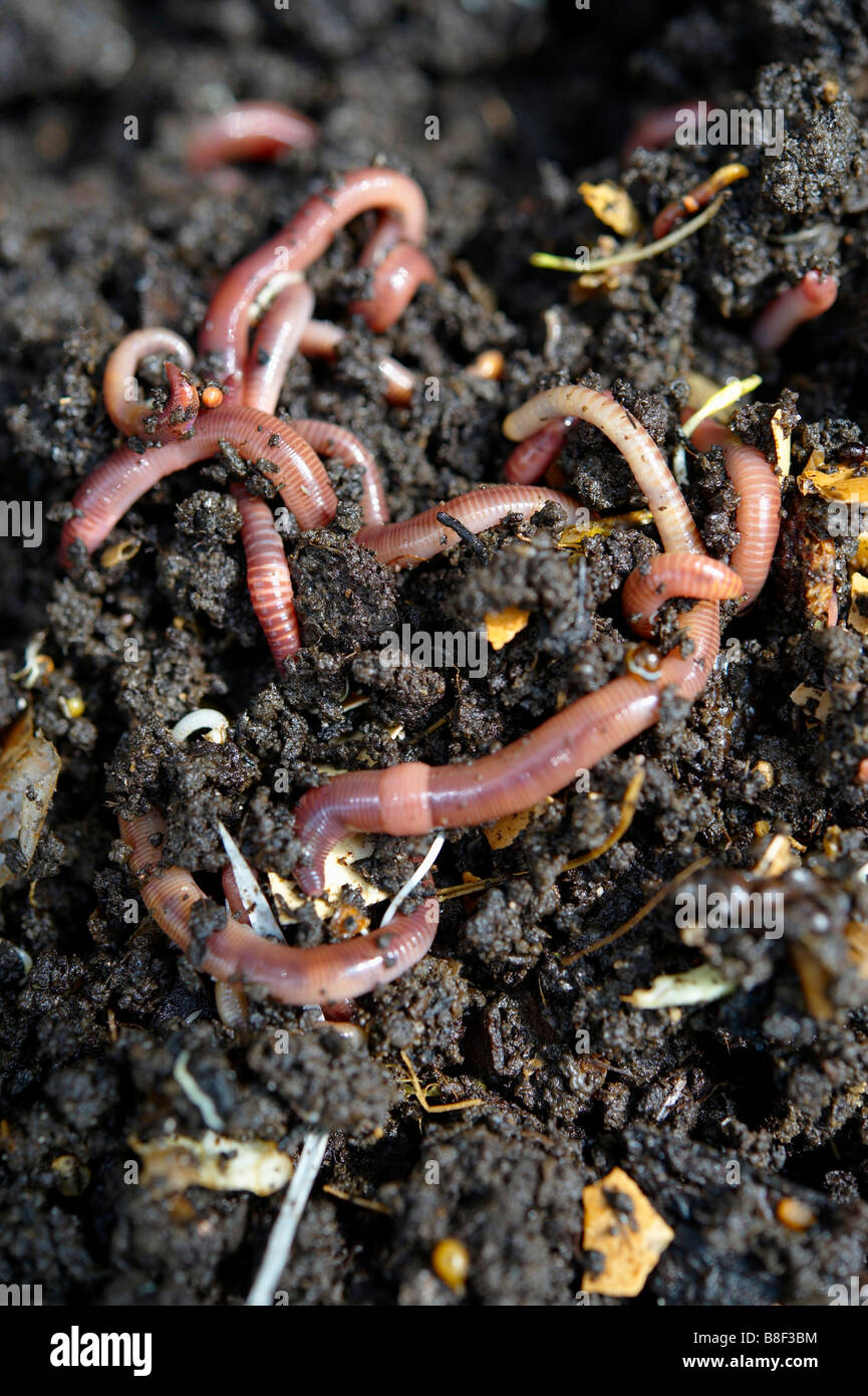 Nahaufnahme von lebenden Würmern in einem sorgenbereiten Kompost Gartenvermikompost Stockfoto