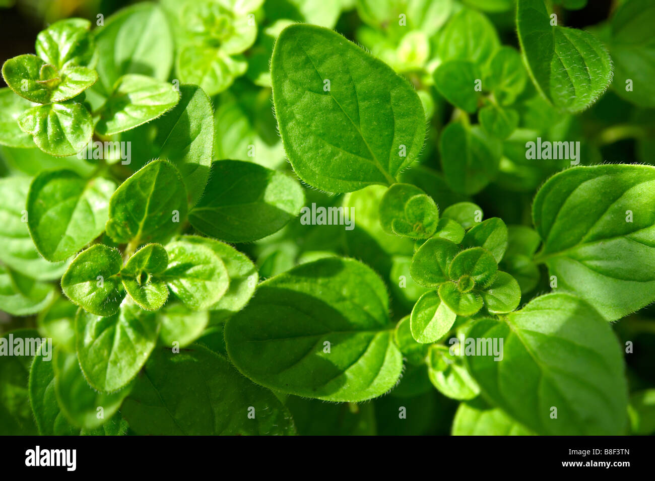 Frischen oregano Blätter wachsen außerhalb Stockfoto