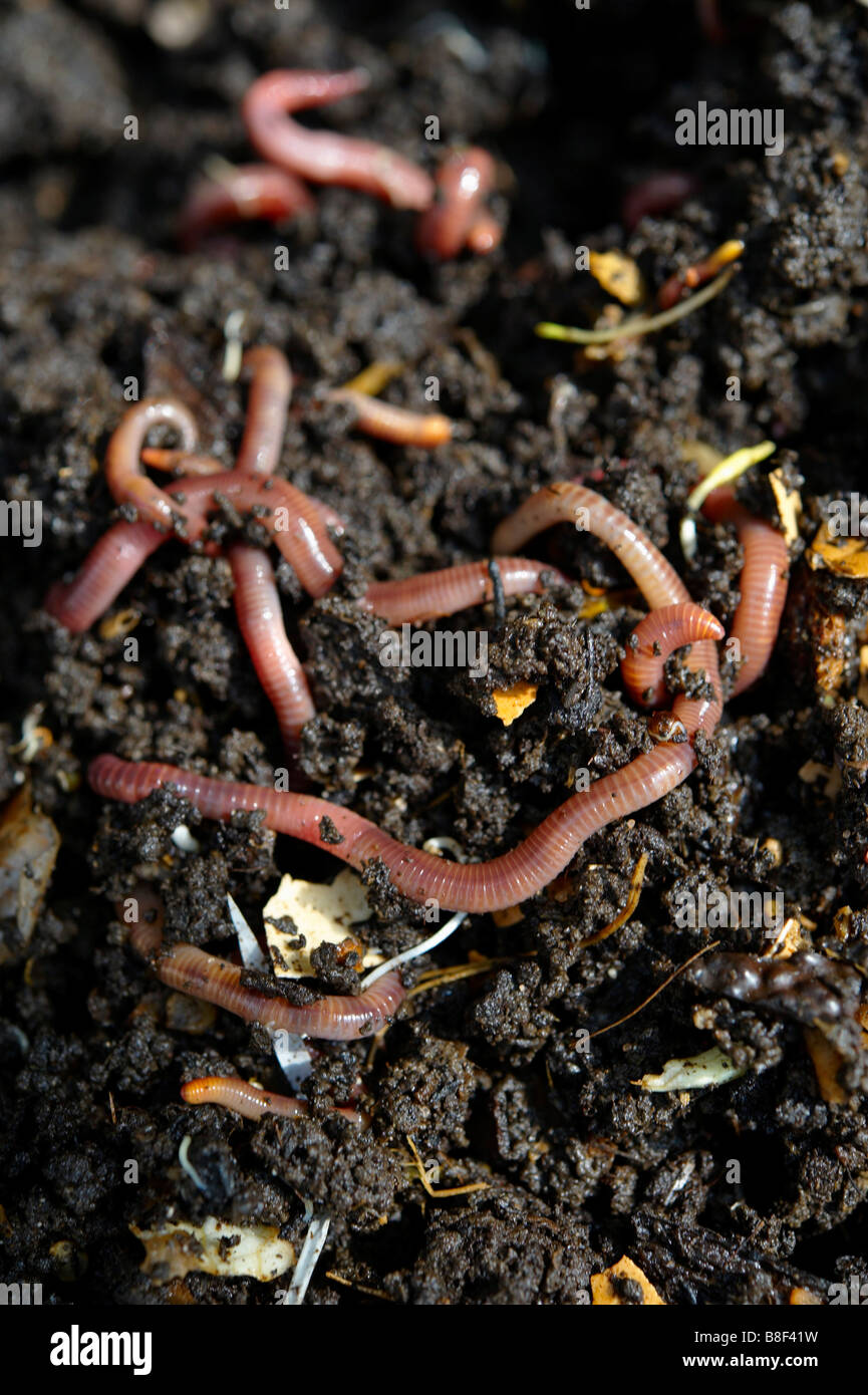 Nahaufnahme von lebenden Würmern in einem sorgenbereiten Kompost Gartenvermikompost Stockfoto