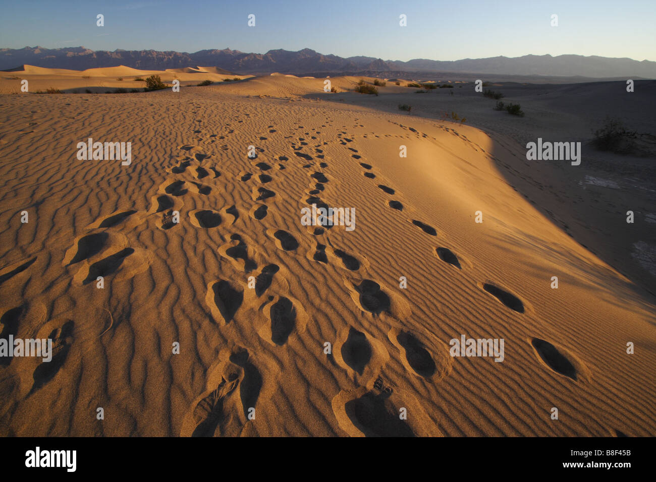 Morgenlicht sät die Textur der Sanddünen im Death Valley National Monument, Kalifornien Stockfoto