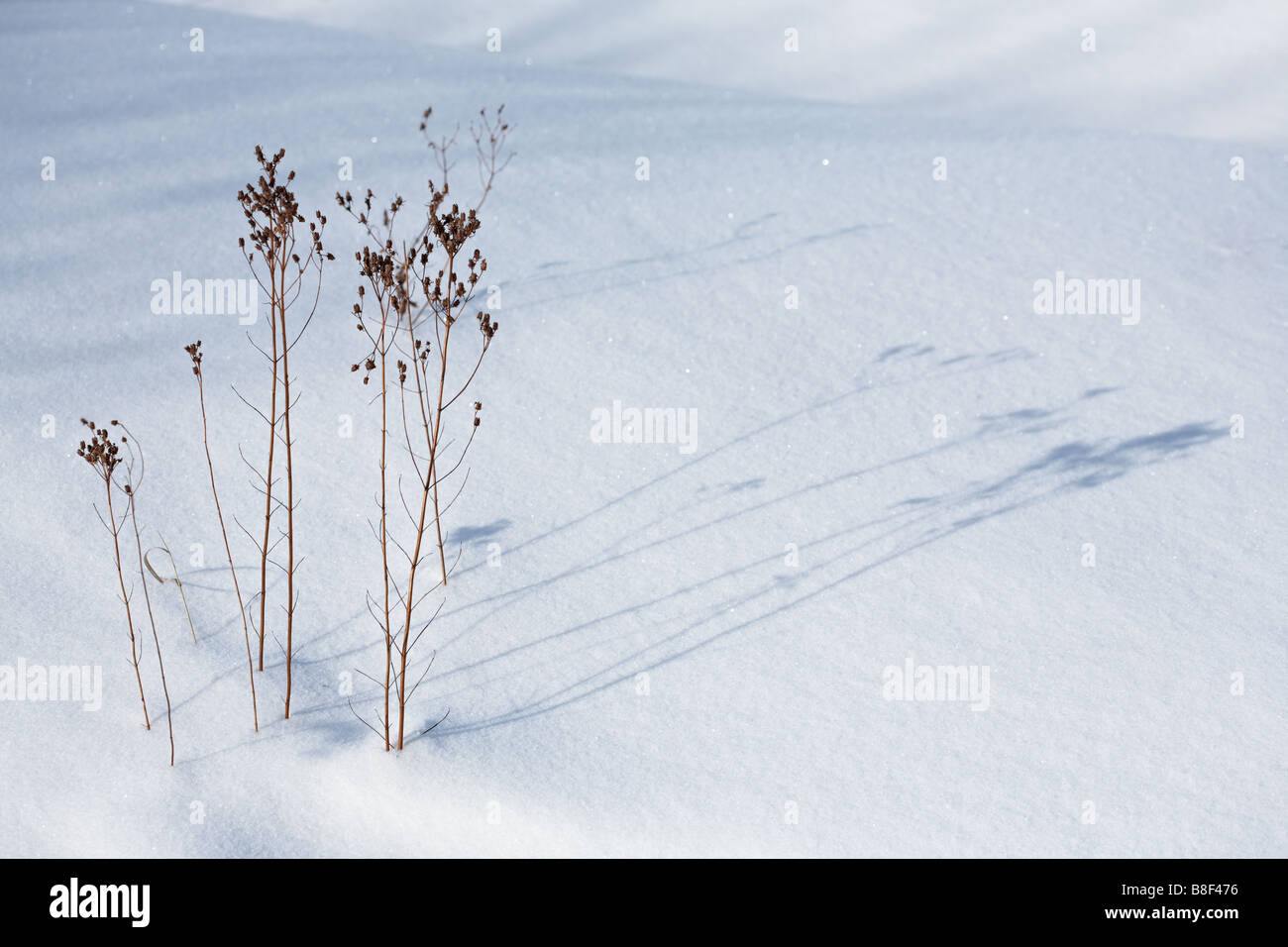 Winter Hintergrund - trockene Pflanze mit Schatten auf weißem show Stockfoto