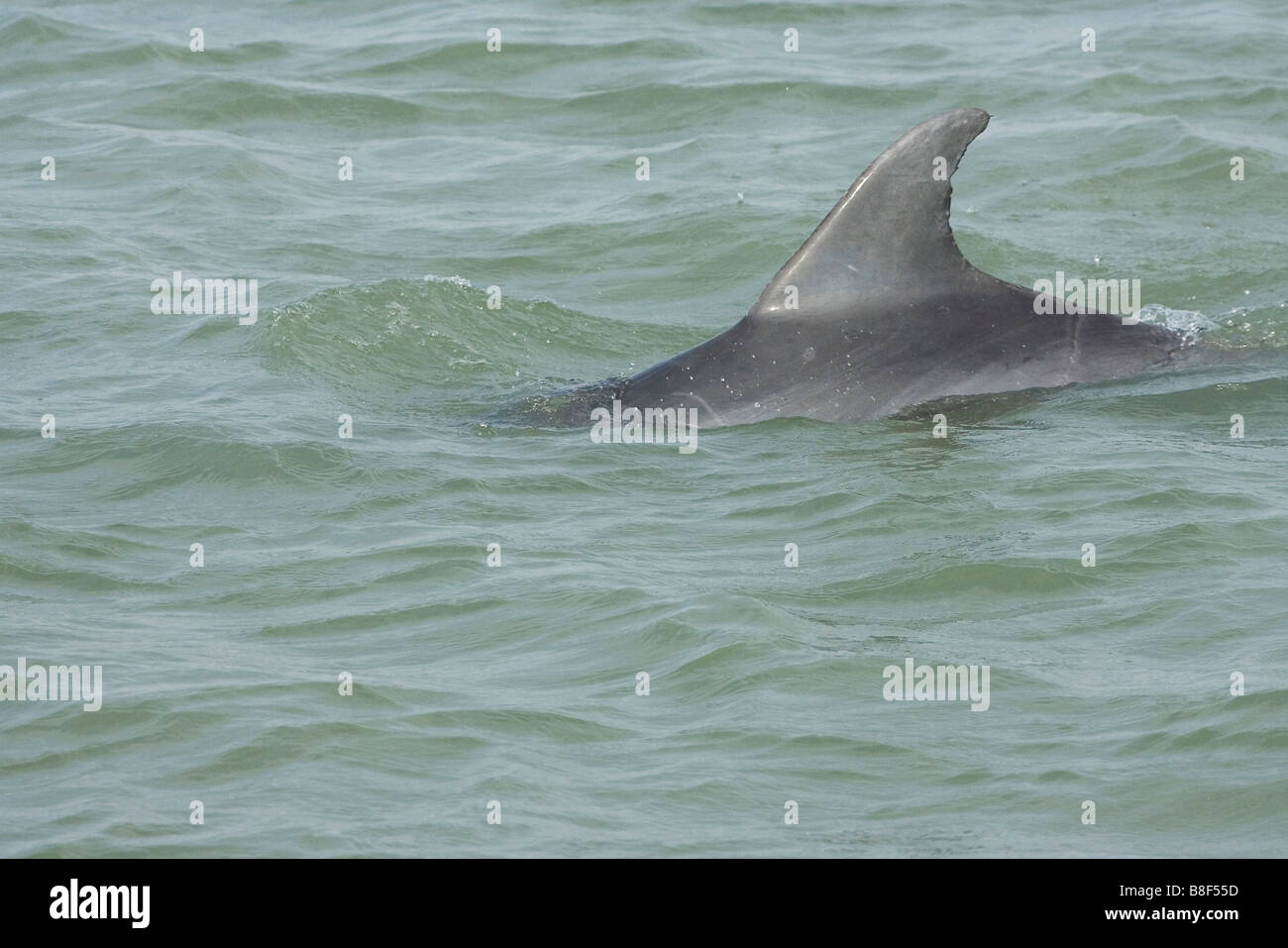 Flasche – Nosed Dolphin Stockfoto