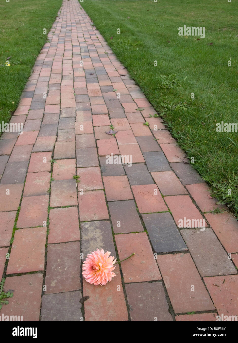 Ein Ziegelstein weg mit Dahlie Blume. Einen Pfad zu einem geringeren CO2-Ausstoß oder grünes Konzept gehen, der Weg zum Grün - oder einen Garten. Stockfoto