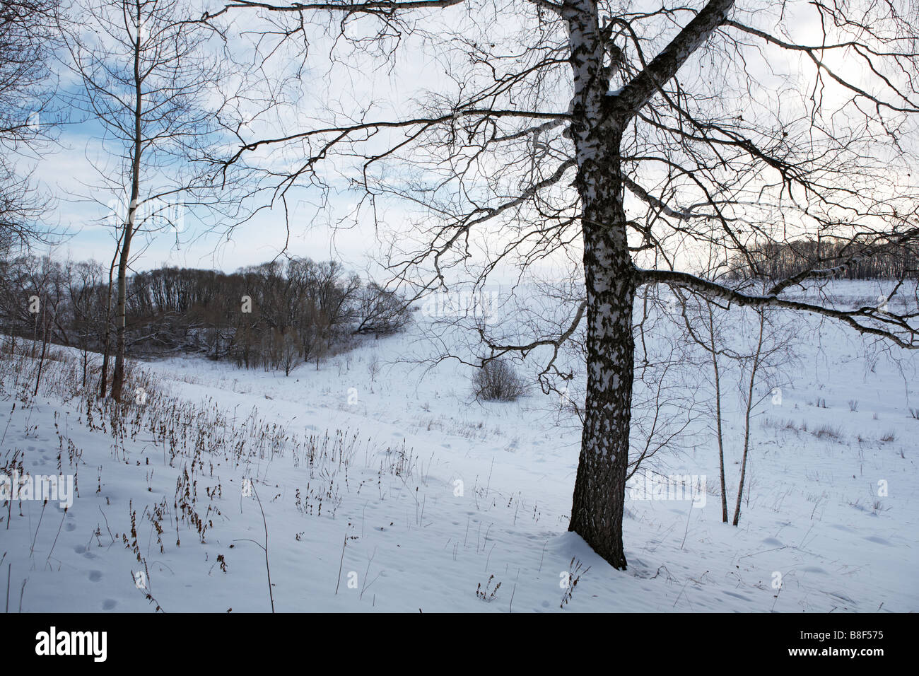 Einzelnen Birke auf Hügel in der Nähe von Winterwald Stockfoto