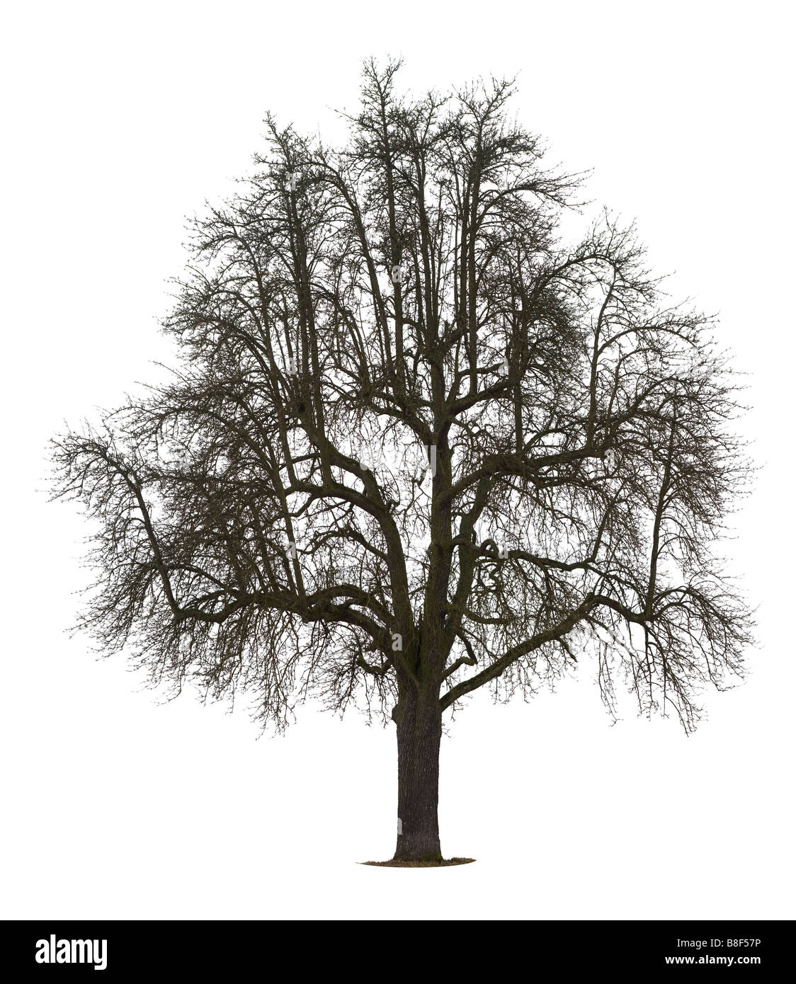 Isolierte Birnbaum im winter Stockfoto