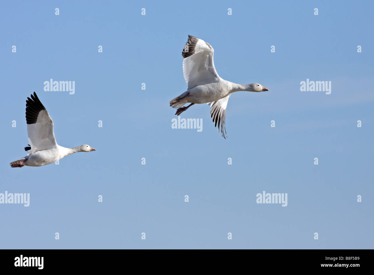 Schneegänse im Flug Stockfoto