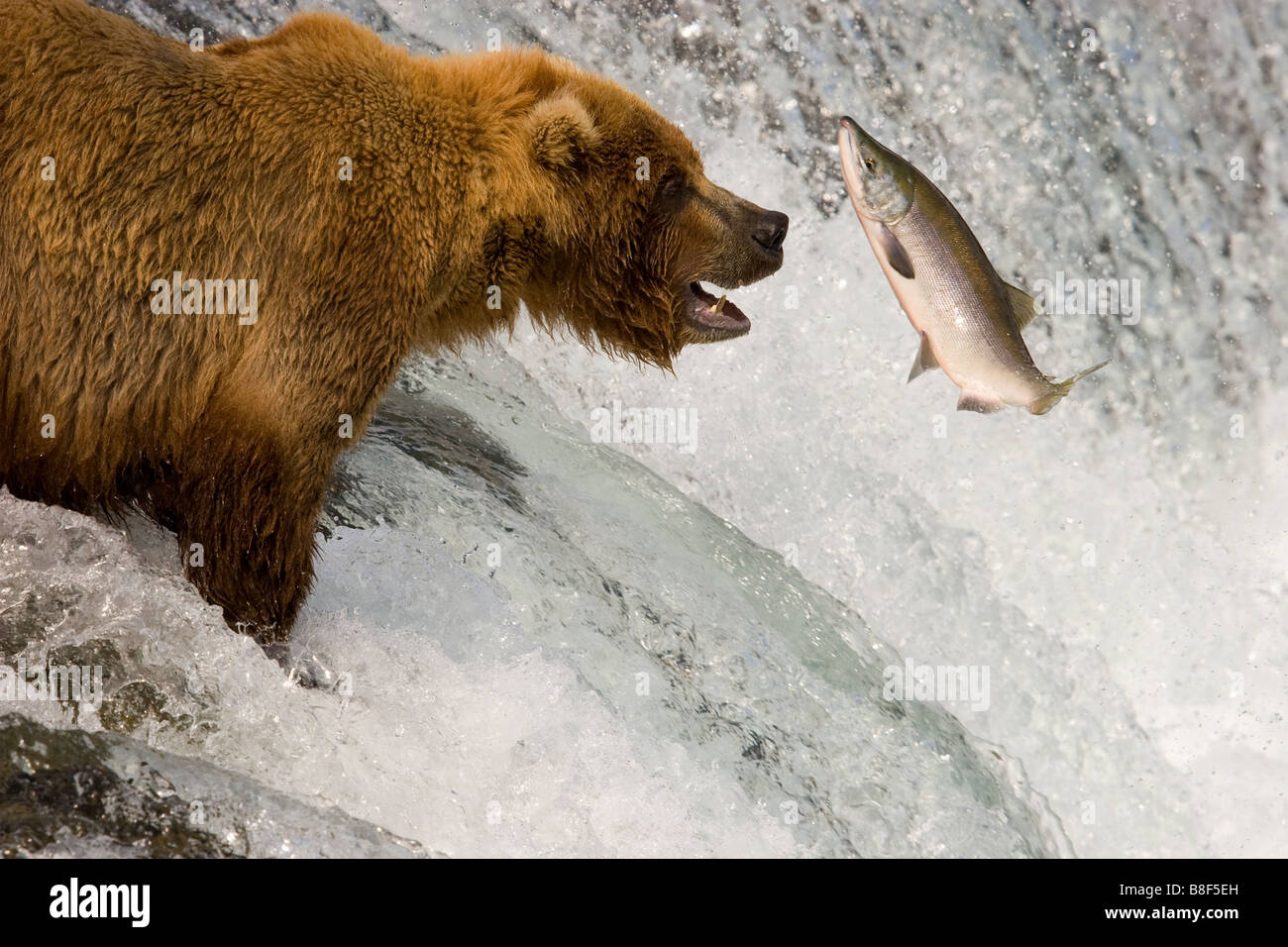Grizzly Bär Ursus Arctos Horribilis Angeln für Rotlachs Katmai Nationalpark Alaska braun Stockfoto